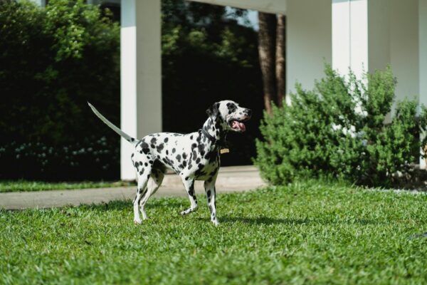 Can My Dog Go in the Garden While Renovating Outdoor Spaces?