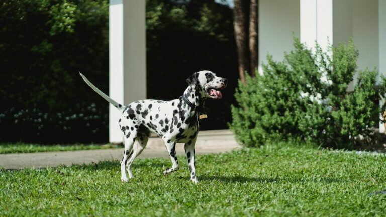 Dog Go in the Garden Renovating Outdoor Spaces